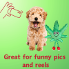 My Name is MJ, Cute Stuffed Parody Marijuana Leaf Dog Toy, Funny Squeaky Weed Toy, Cool Plush Novelty 420 Gift for Puppies & Small